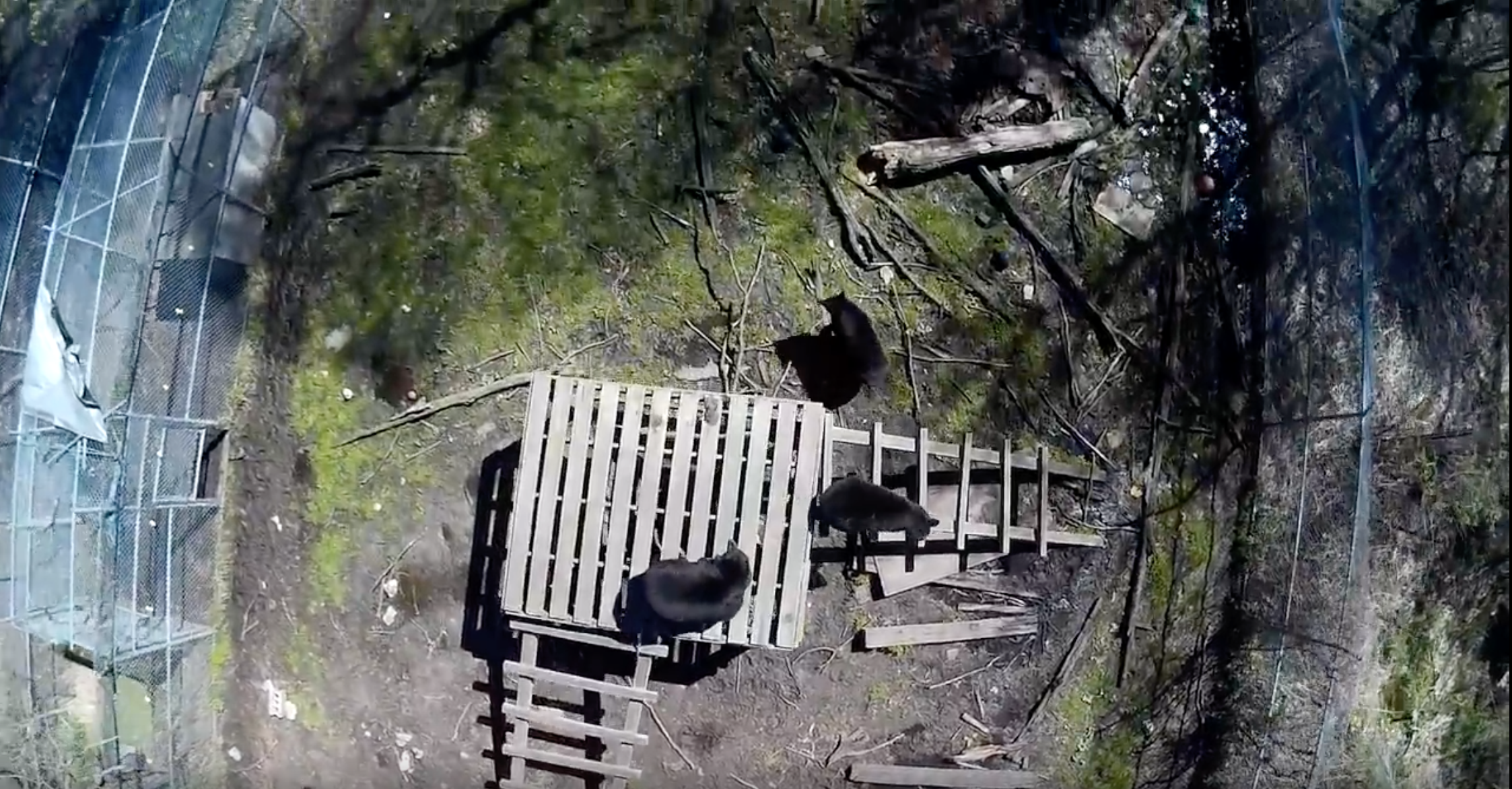 Drone's view of bears in enclosure